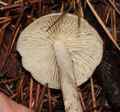 Marasmius nigrodiscus