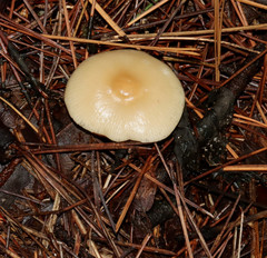Marasmius nigrodiscus