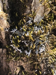 Physconia subpallida