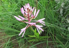 Disa nervosa