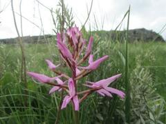 Disa nervosa