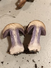 Cortinarius camphoratus