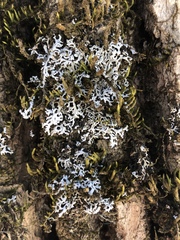 Physconia subpallida