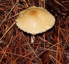Marasmius nigrodiscus