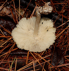 Marasmius nigrodiscus