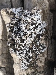 Physconia subpallida