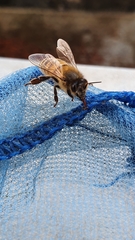 Apis mellifera