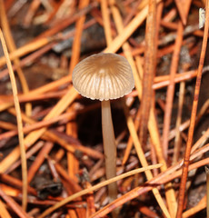 Mycena clavicularis