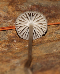 Mycena clavicularis