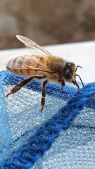 Apis mellifera