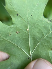 Zopheroteras hubbardi