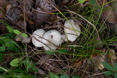 Fungi