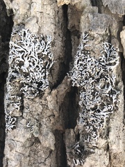 Physconia subpallida