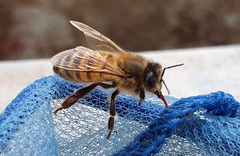 Apis mellifera