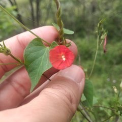 Ipomoea cholulensis
