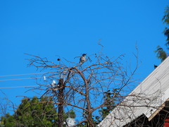 Aphelocoma californica