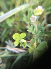Trifolium microdon