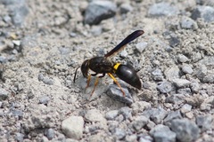 Ancistrocerus spinolae