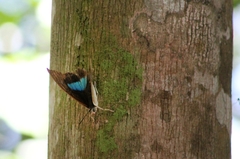 Archaeoprepona demophon