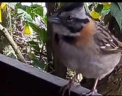 Zonotrichia capensis