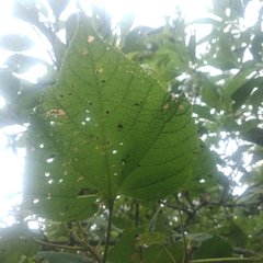 Dendroviguiera eriophora