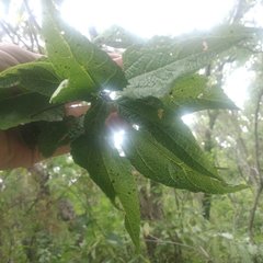 Dendroviguiera eriophora