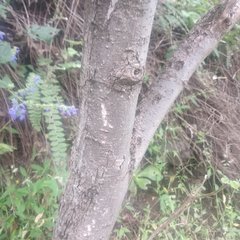 Dendroviguiera eriophora