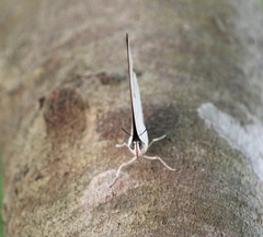 Archaeoprepona demophon