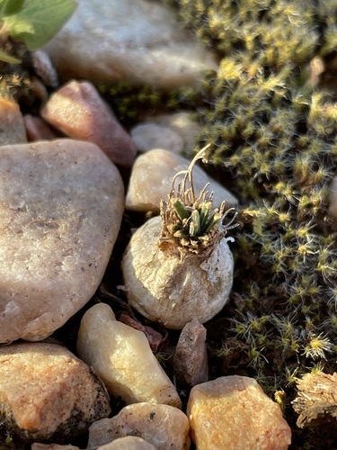Image of Potato Chink (Ornithogalum sardienii) by (c) Matt Berger, some rights reserved (CC BY)