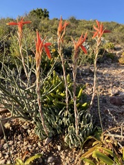 Aloe humilis