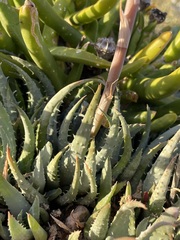 Aloe humilis