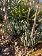 Aloe humilis