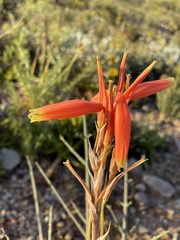 Aloe humilis