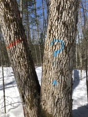 Physconia subpallida