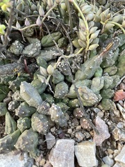 Piaranthus