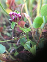 Trifolium gracilentum