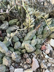 Piaranthus