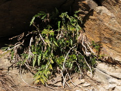 Asplenium appendiculatum appendiculatum