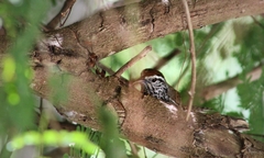 Pheugopedius maculipectus