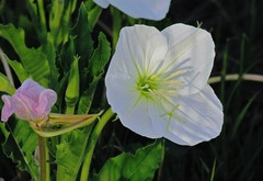 Oenothera centaurifolia