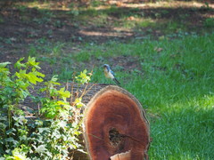 Aphelocoma californica