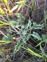 Calystegia collina venusta