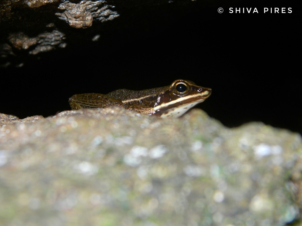 Baumann's Tree Toad