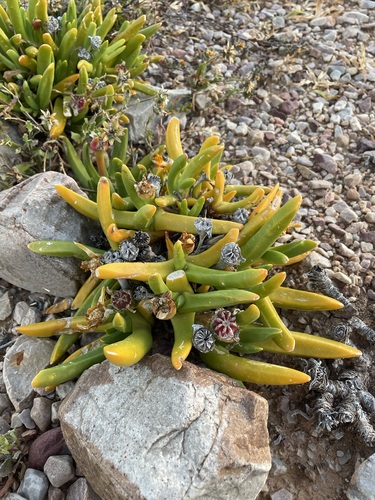 Glottiphyllum regium (Glottiphyllum regium)