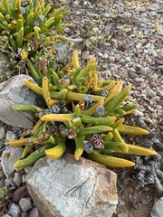 Glottiphyllum regium