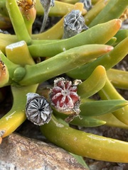 Glottiphyllum regium