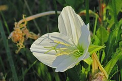 Oenothera centaurifolia