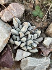 Crassula tecta