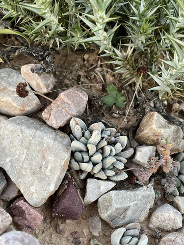 Crassula tecta