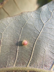 Caryomyia deflexipili